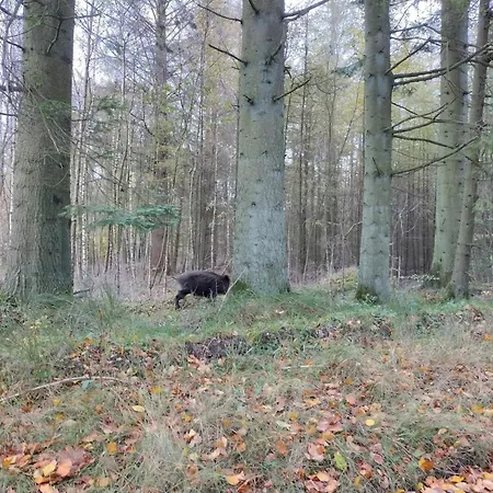 4 Person In Hovborg-by Traum * Hovborg