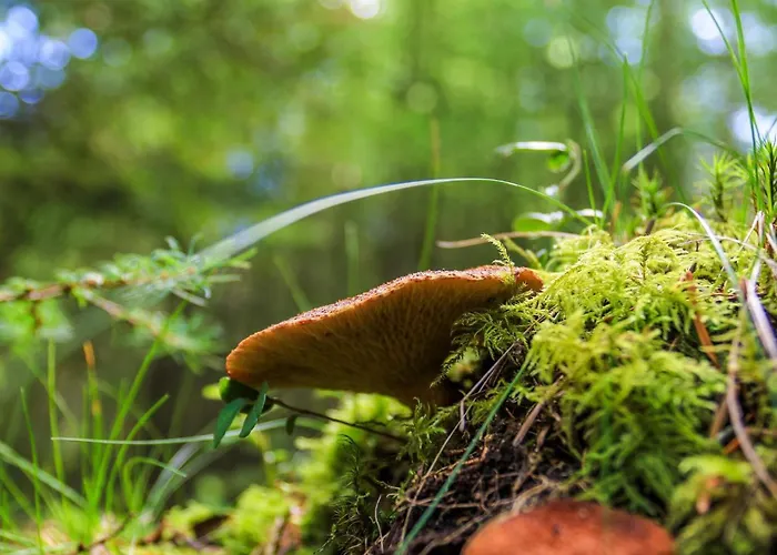 4 Person In Hovborg-by Traum Hovborg