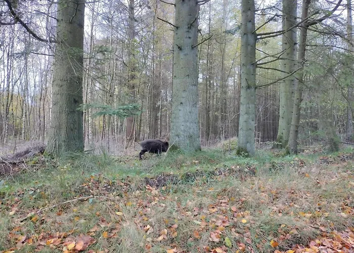 4 Person In Hovborg-by Traum * Hovborg